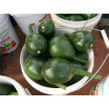 Hybrid oval round dark green with flower summer vegetable squash seeds